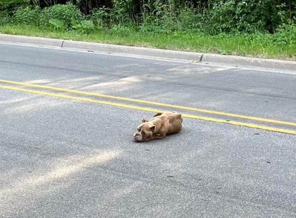 Hope, an abandoned dog, was found starving in the middle of the road. 