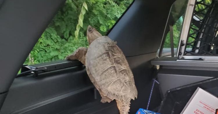 A turtle arrested at the bank takes a ride in a police car.