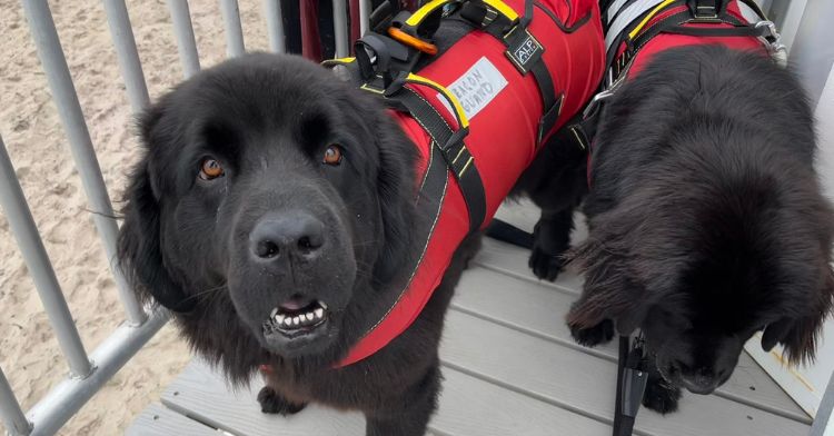 Dog lifeguards keep swimmers safe on a Maine beach.