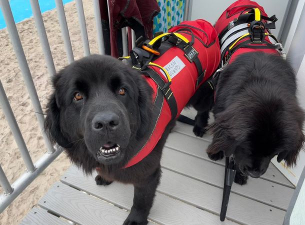 Dog lifeguards keep swimmers safe on a Maine beach.