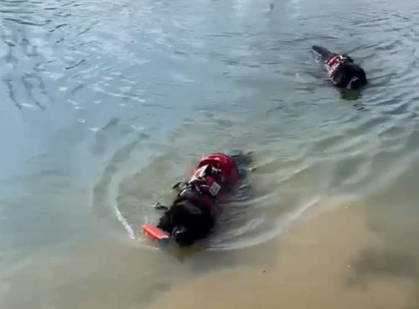 Newfoundland dogs Beacon and Buoy undergo lifeguard training.
