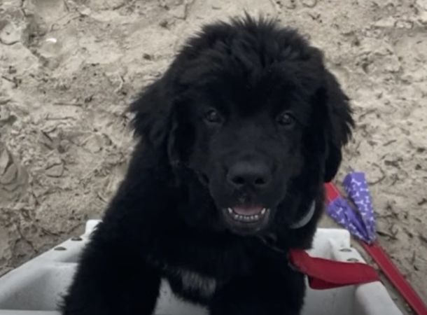Buoy is the second dog lifeguard in the United States.