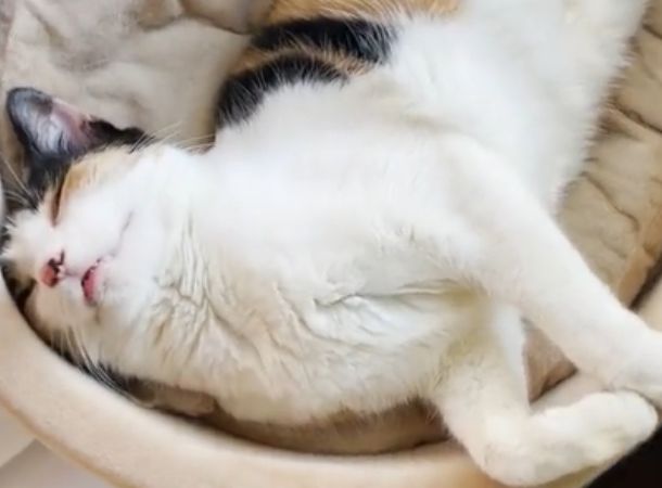 Patches the cat is now a pampered pet in a loving home.