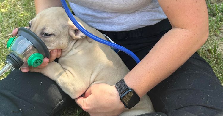 First responders treat a puppy for smoke inhalation.