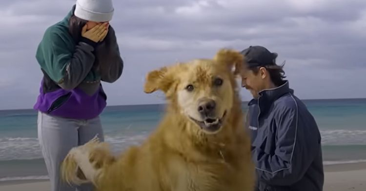 This dog is so excited that his owners are engaged!