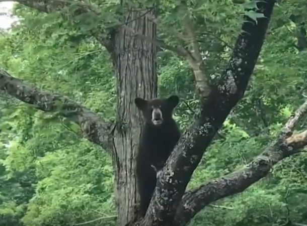 A black bear cub hanging out in a tree in a residential area.