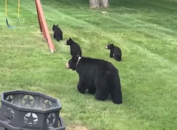A mama bear and three cubs in a Canton resident's yard.