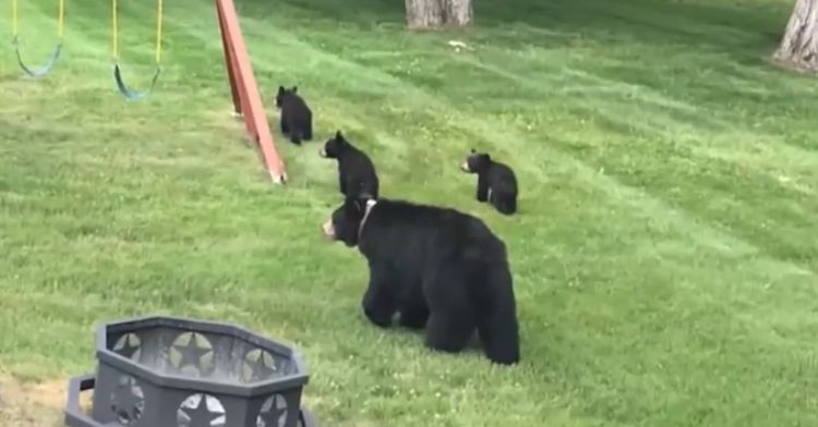 A mama bear and three cubs in a Canton resident's yard.