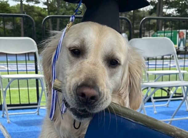 Good boy Spiffy graduates as a therapy dog.