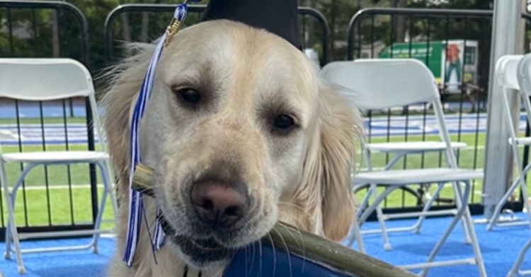 Good boy Spiffy graduates as a therapy dog.