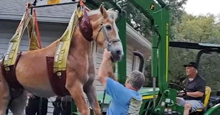 A horse had to be lifted out of a swimming pool in Florida.