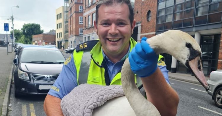 A police officer in Ireland rescued a lost swan.