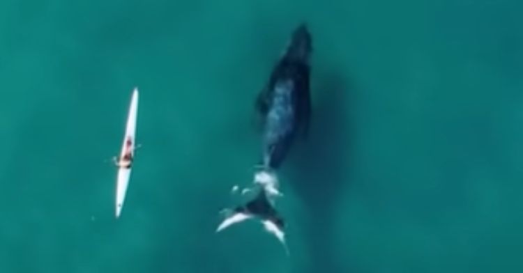 A humpback whale swimming next to a kayak.