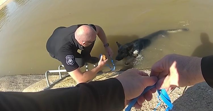 Police use a pumpkin muffin to save a dog stuck in a canal.