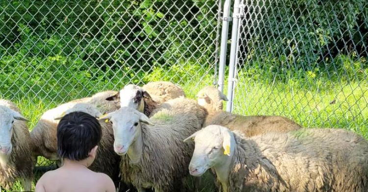 A flock of sheep have escaped from an animal shelter and are now loose.