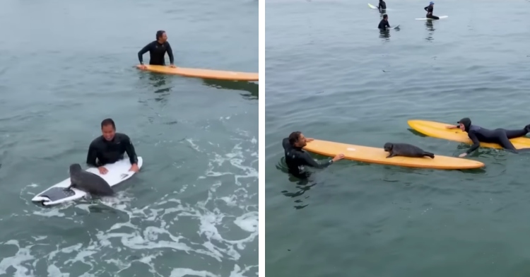 A two-photo collage, both showing a baby seal on two different surfboards.