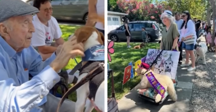 A two-photo collage. The first shows Robert petting a dog who uses a device to walk. The second shows people lined up with their dogs to say hi to Robert.