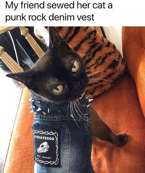 cat in jacket meme