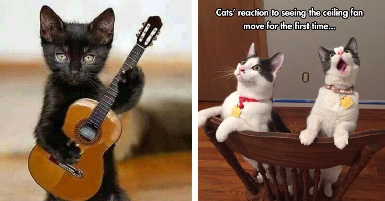 A two-photo collage. The first is of a small black cat is edited to be standing and holding a guitar. The look on the cat's face is serious. The second photo is of two cats, both white with grey spots on their ears/face, look up in shock. One has their mouth wide open. Both are sitting in a chair. Text on photo: Cats' reaction to seeing the ceiling fan move for the first time...