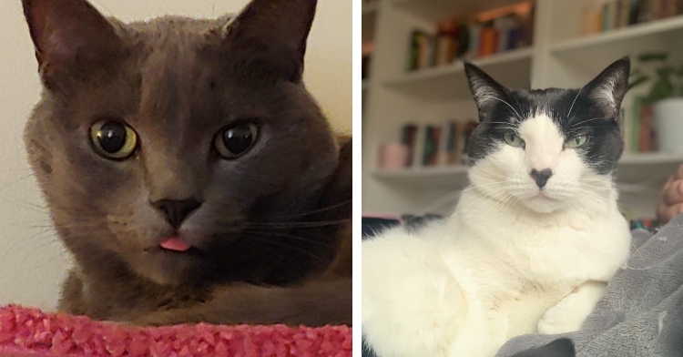 A two-photo collage. The first one shows a close up of a dark grey cat with his tongue out a little. The second one shows a cat that is mainly white with black on his face around the ear area, his bottom, and tail sits on a bed next to a human and looks at the camera. He also has a heart-shaped black spot on his nose.