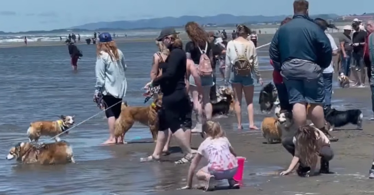 Corgis and their humans explore the beach and ocean at Seaside for Corgi Beach Takeover