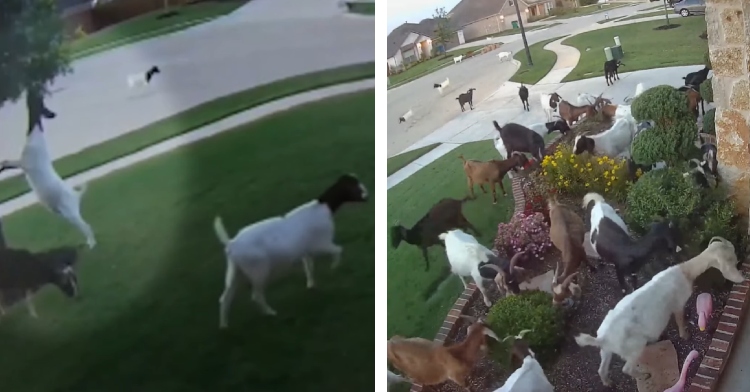 A two-photo collage. The first is a close up of a goat standing on two legs to eat leaves from a tree at Erwin Farms neighborhood in McKinney, Texas. The second is a cluster of goats gather around shrubbery in a person's front yard at Erwin Farms neighborhood in McKinney, Texas.