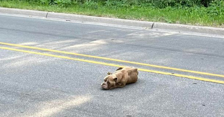 hope the dog, sick, in the middle of the road