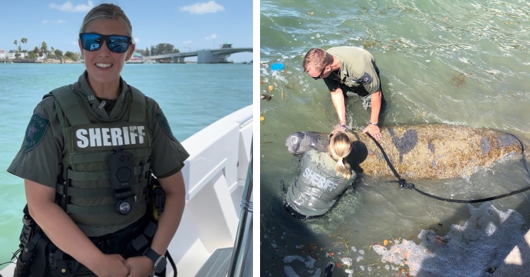 A two-photo collage. The first shows Jill Constant wearing her uniform while standing on a boat, discussing safety. She is also wearing sunglasses. The second shows Jill Constant and a fellow deputy working to keep a manatee's head above water.