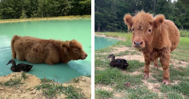 A two-photo collage. The first is of Dumplin the cow and Milkshake the duck sitting in water next to each other like the best friends they are. The second shows Milkshake the duck sitting on the ground, looking out at the water, while Dumplin the cow looks at Bre Boyette who is recording them on her phone.