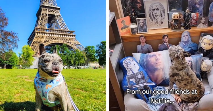 A two-photo collage. The first shows Rory the French bulldog posing in front of the Eiffel tower. The second shows Rory looking at her shrine of Henry Cavill merch.