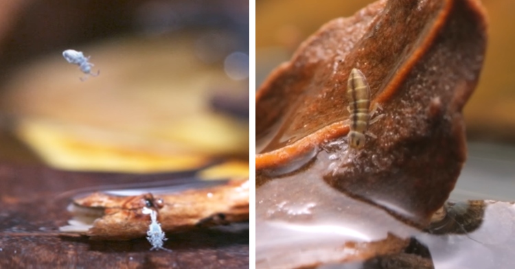 A two-photo collage. The first shows two springtails, one jumping mid-air. The second is a close up of a spring tail crawling on a leaf.