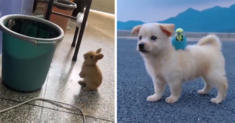 a bunny staring at a trash can on the left and a puppy with a bird sitting on their back on the right