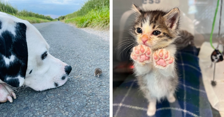 A two-photo collage. The first shows a Dalmatian resting his head on the road near an insanely tiny mouse. The mouse is about the size of the dog's nose. The second shows a small kitten pressing her paws against the glass, showing off her bright, soft toe beans.