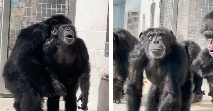 A two-photo collage. The first shows Vanilla the chimp with one other chip. Vanilla looks at the sky, mouth open with amazement. In the second one Vanilla is with other chimps, but she is looking up at the sky again, smiling.