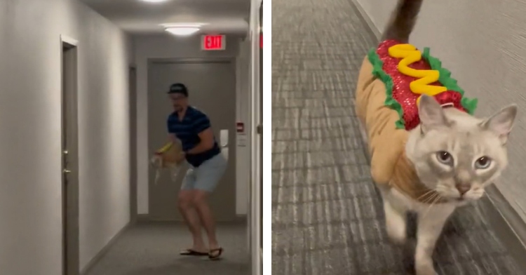 A two-photo collage. The first shows a man at the end of an apartment complex hallway. He's starting to turn toward the camera and a cat is seen in his hands. The second photo shows that cat, now close to the camera, in a hot dog costume.