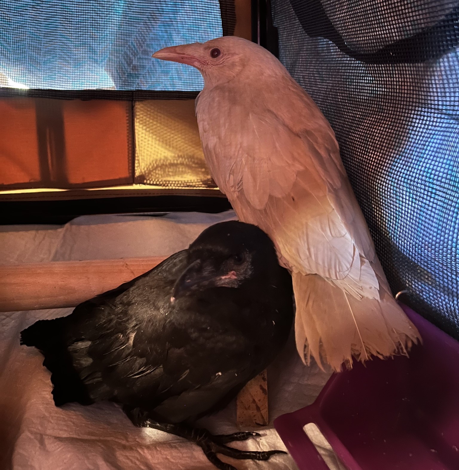 A baby albino crow hangs out with friends at her new home.