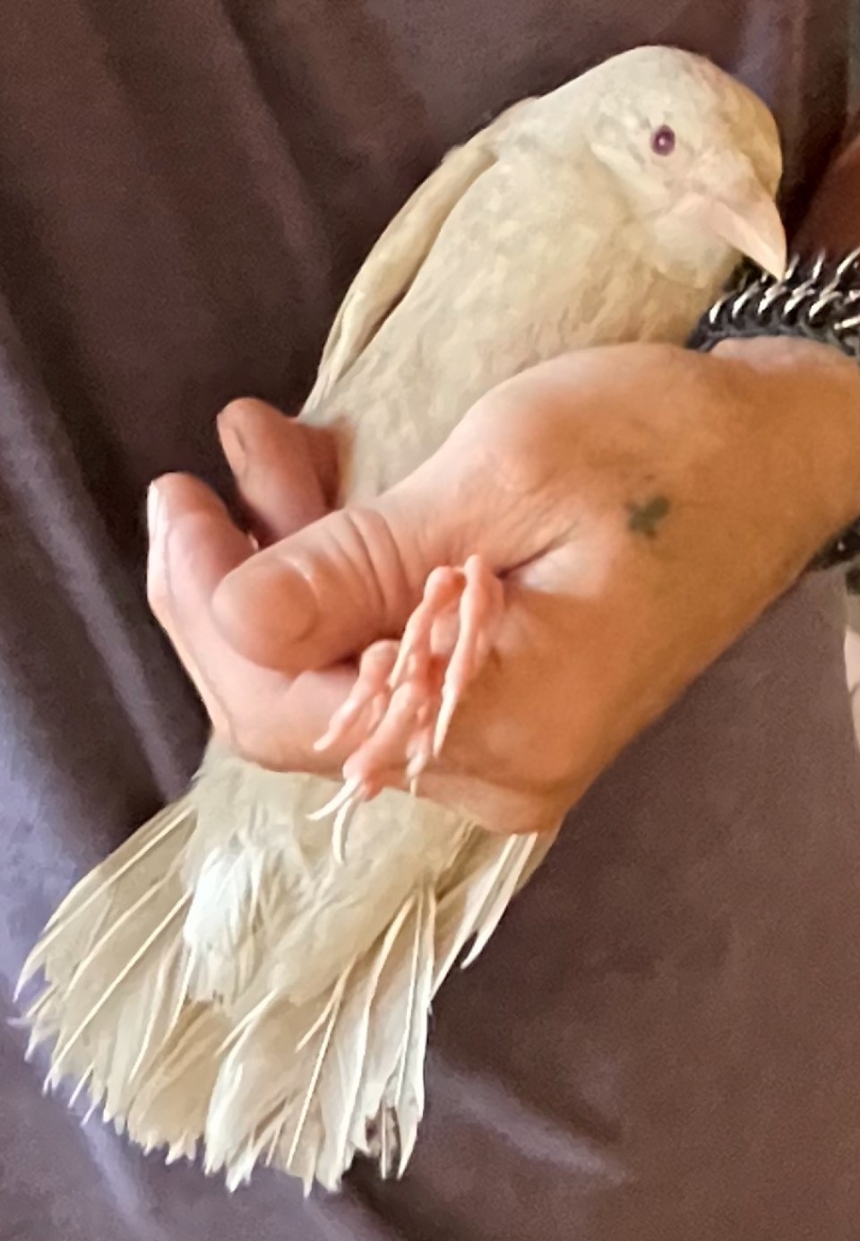 A rare albino crow has become a bird ambassador for a wildlife center.