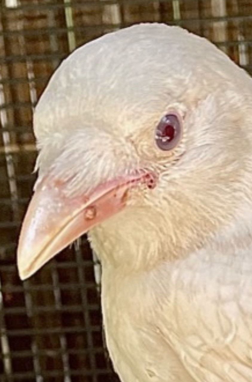 A close-up of a super rare albino crow fledgling.
