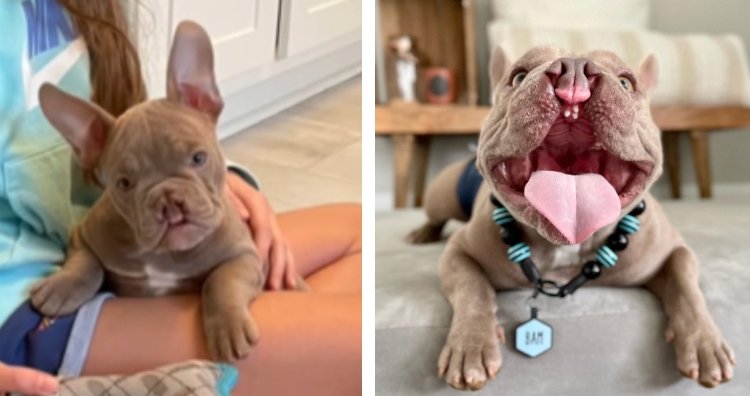 BamBam the pitbull puppy showing off his cleft