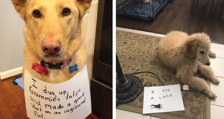 dogs being shamed for their crimes.