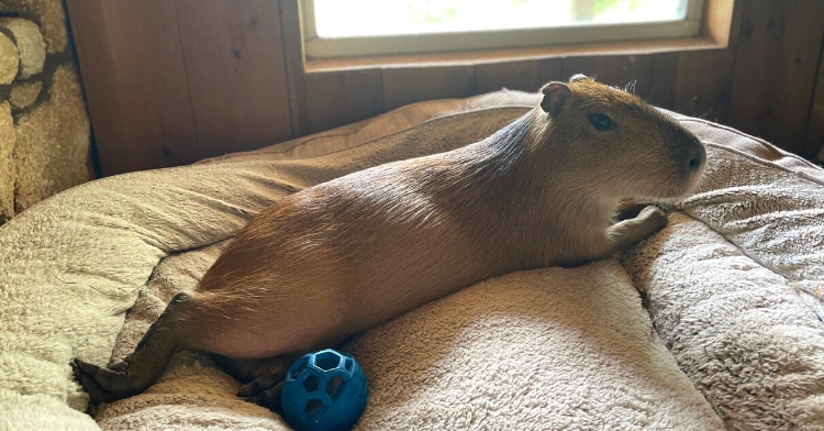 capybara lays on a dog bed