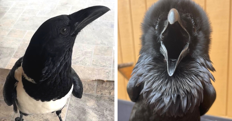 pied crow and common raven