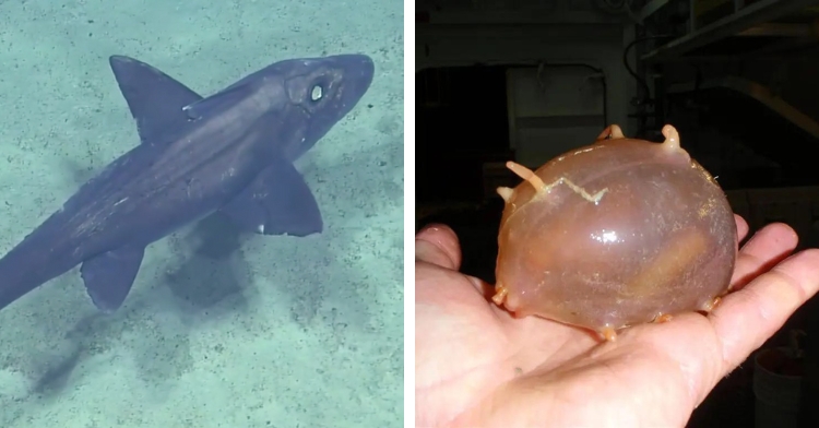 sea pig and ghost shark