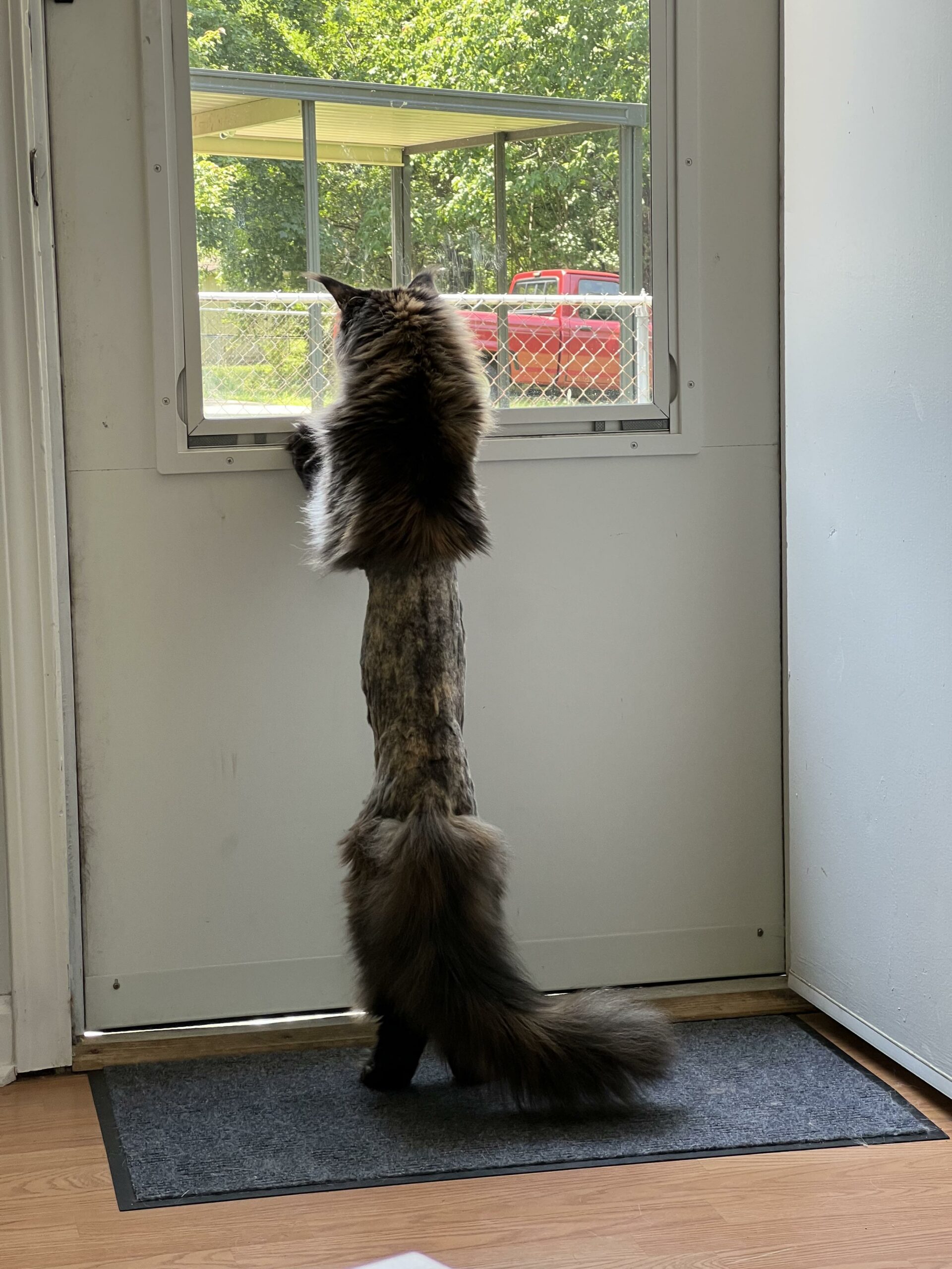 cat looking out the window. His middle has been shaved, so he looks fluffy on top and bottom but skinny in the middle.