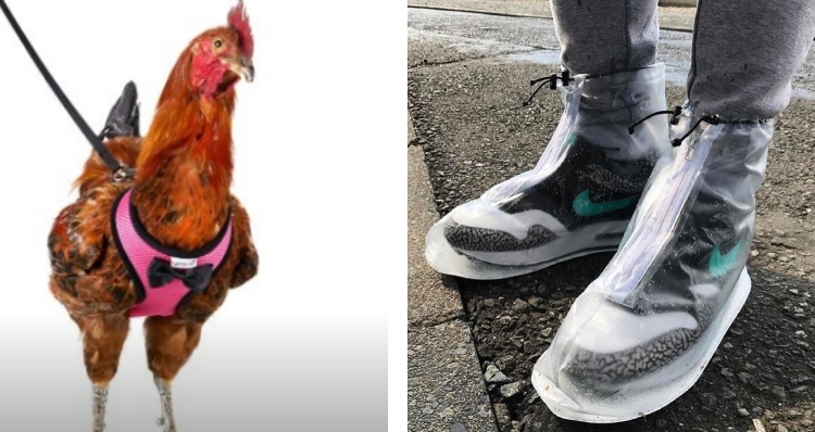 chicken on a leash and sneakers with rain jackets