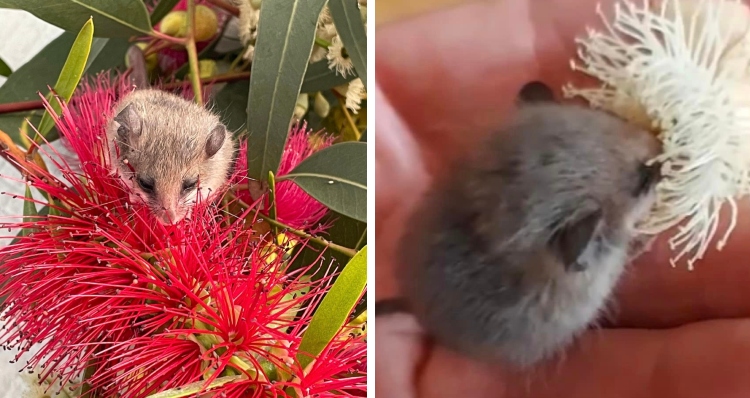 Possie the pigmy possum in flowers