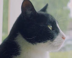 Meet Zebby, the hearing cat who just won National Cat of the Year.