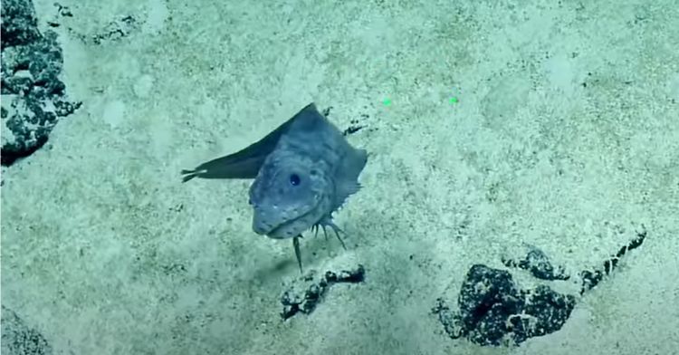 A smiling fish was found in the depths of the ocean.