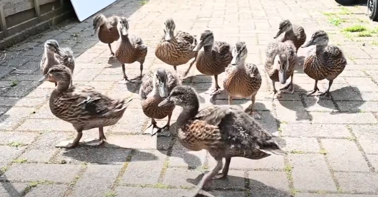 A family of ducklings takes up residence in a couple's yard.