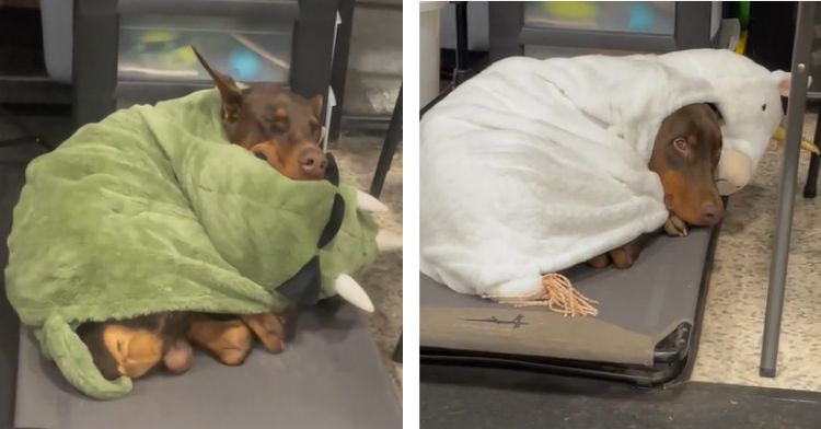An adorable Doberman cuddles with his blankie collection.